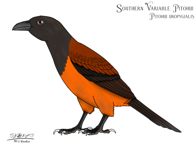 Southern Variable Pitohui