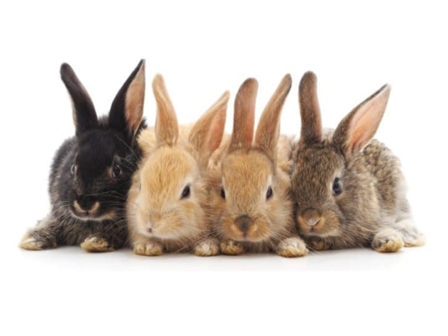 Bunny 12