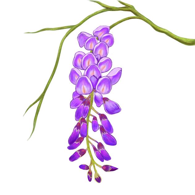 Wisteria
