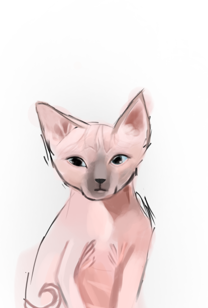 Hairless cat