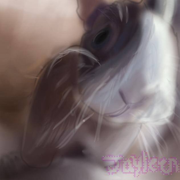 bunny