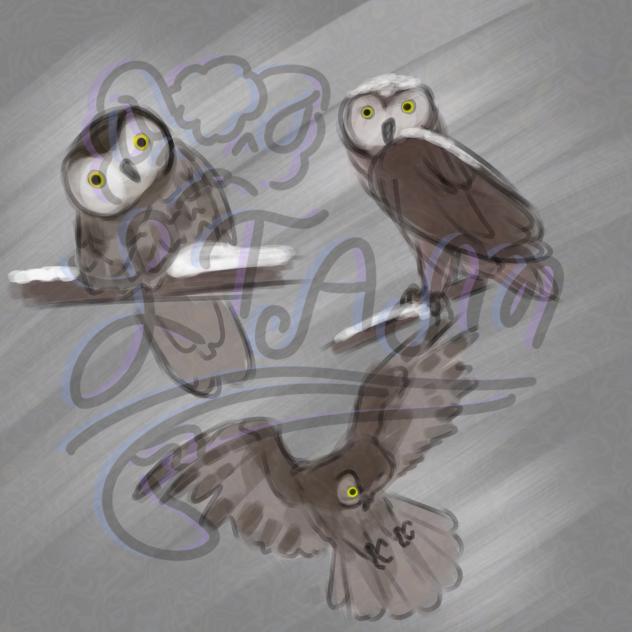 Boreal owl