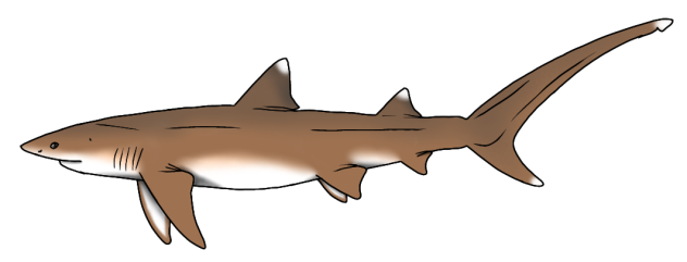 Haimirichia amonensis render
