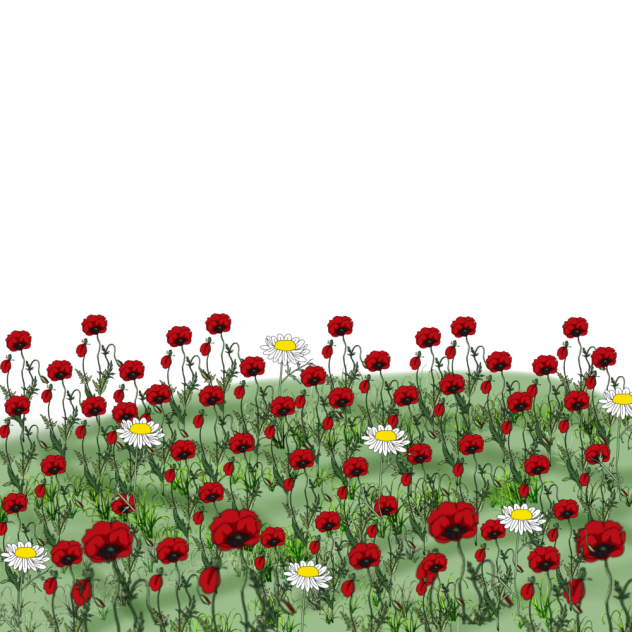 ヒナゲシとマーガレットの花畑