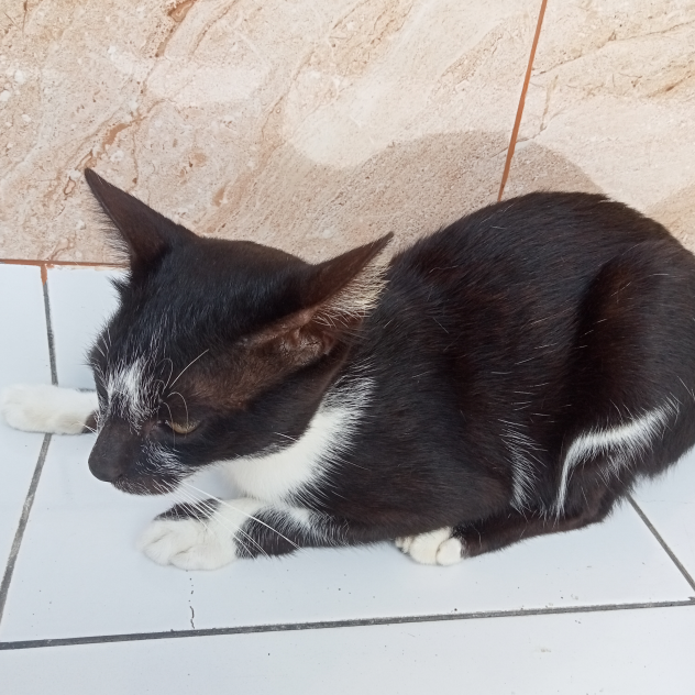 this is my cat 🐱