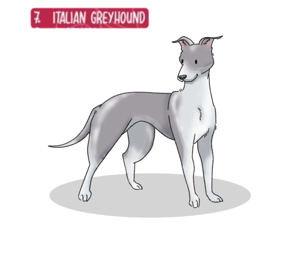 Doggust day 7 - Italian Greyhound