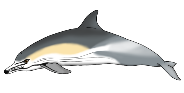 Common Dolphin (2023) render