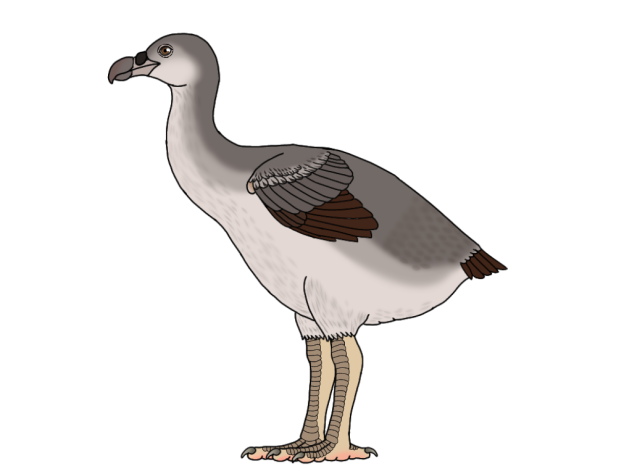 Rodrigues Solitaire male