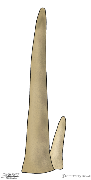 Prototaxites loganii