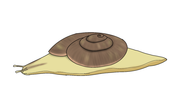 Common Bushshell render