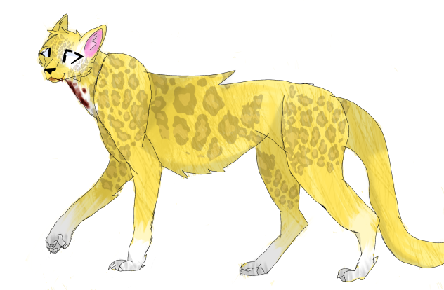 cheetah
