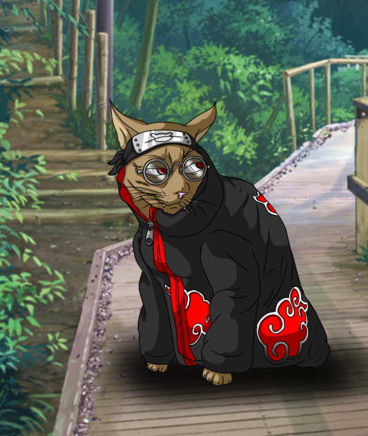 Uchiha's cat