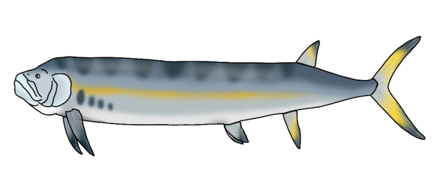 Xiphacthinus audax render