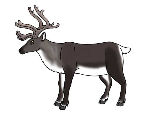 Reindeer
