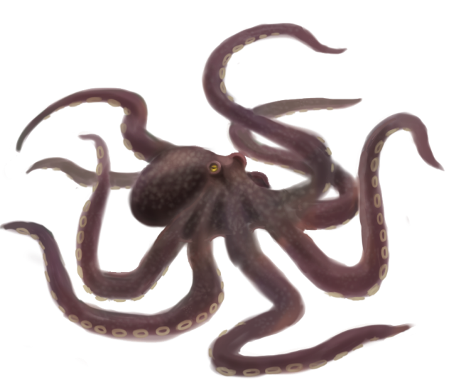 タコ