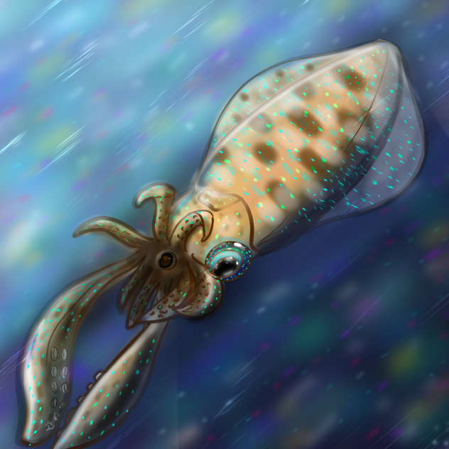 アオリイカ Ibispaint