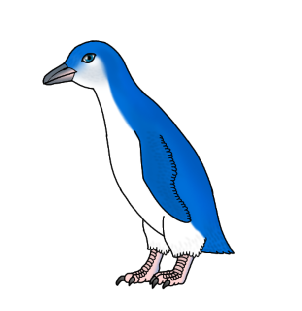 Fairy Penguin