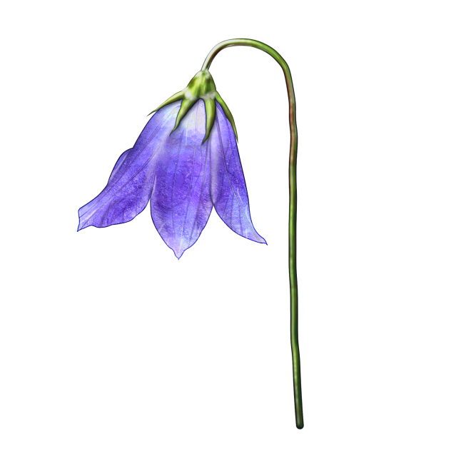 Harebell