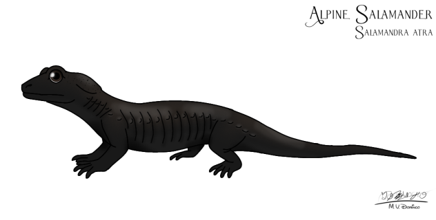 Alpine Salamander