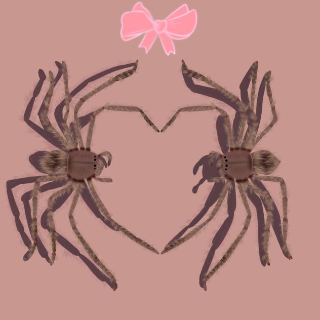 spiders making a heart