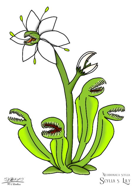Scylla's Lily p1