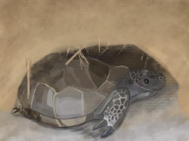 Gofer tortoise