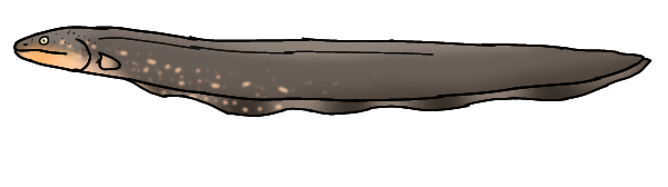 Electrophorus voltai