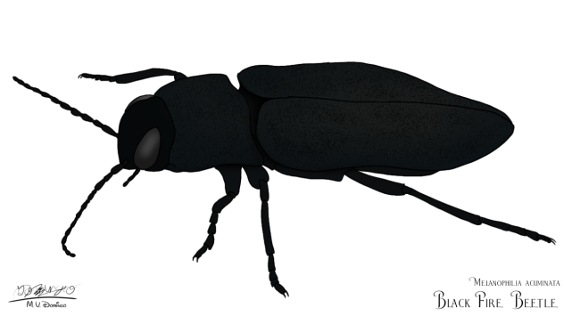 Black Fire Beetle