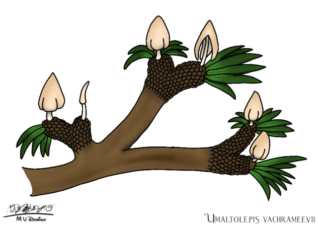 Umaltolepis vachrameevii