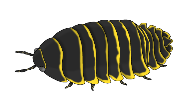 Zebra Isopod yellow