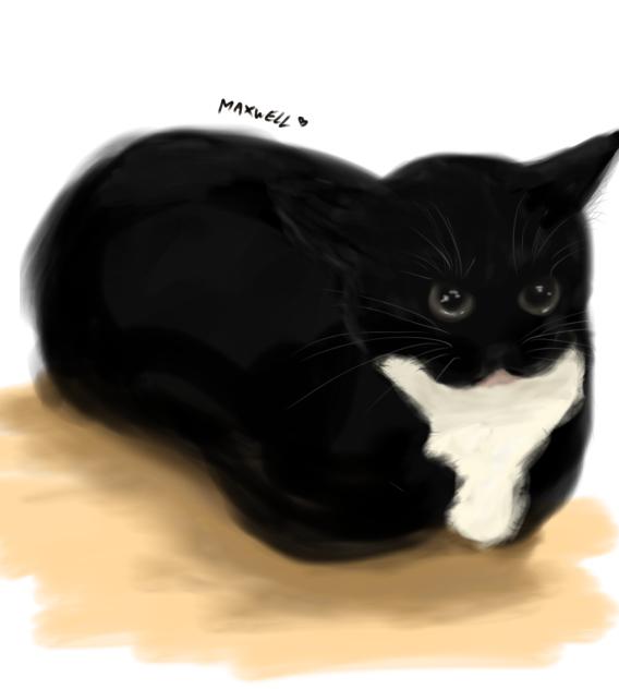 Maxwell The cat