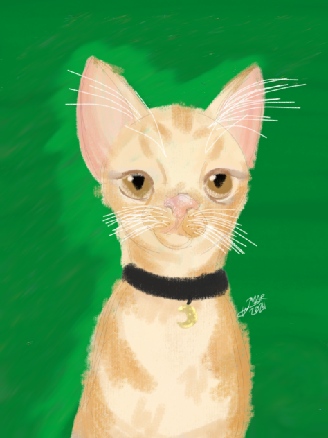 my adorable cat 🧡