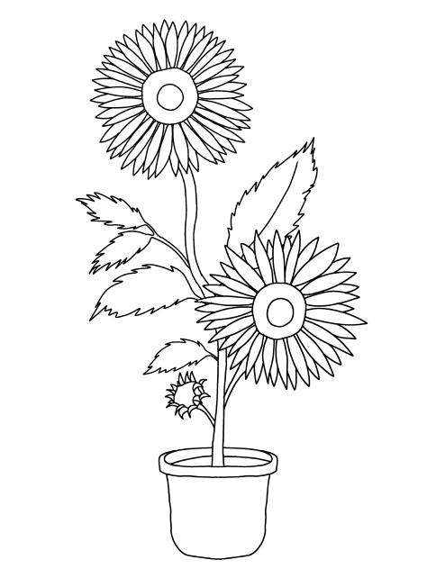 Sunflower outline