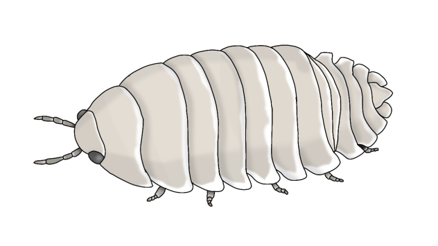 Zebra Isopod creamy