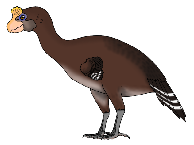 Du - Sylviornis2