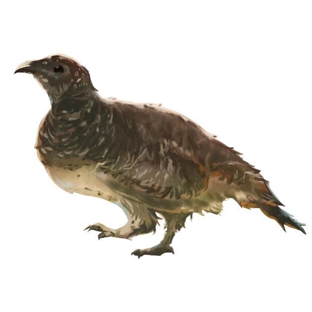 Raicho