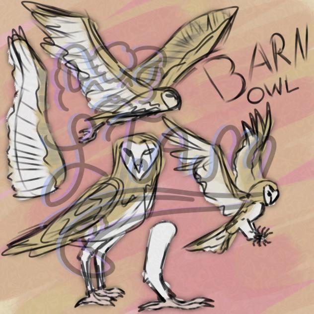 Barn owl