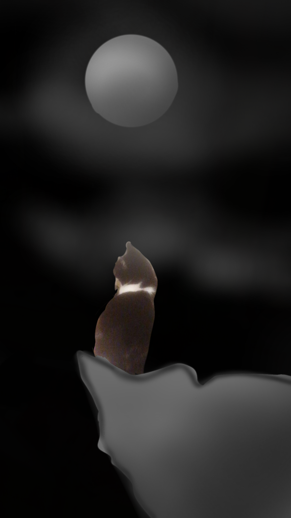 lost 😺 - ibisPaint