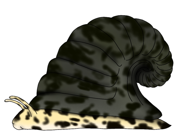Latouchella costata render