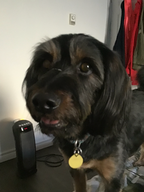 My dog