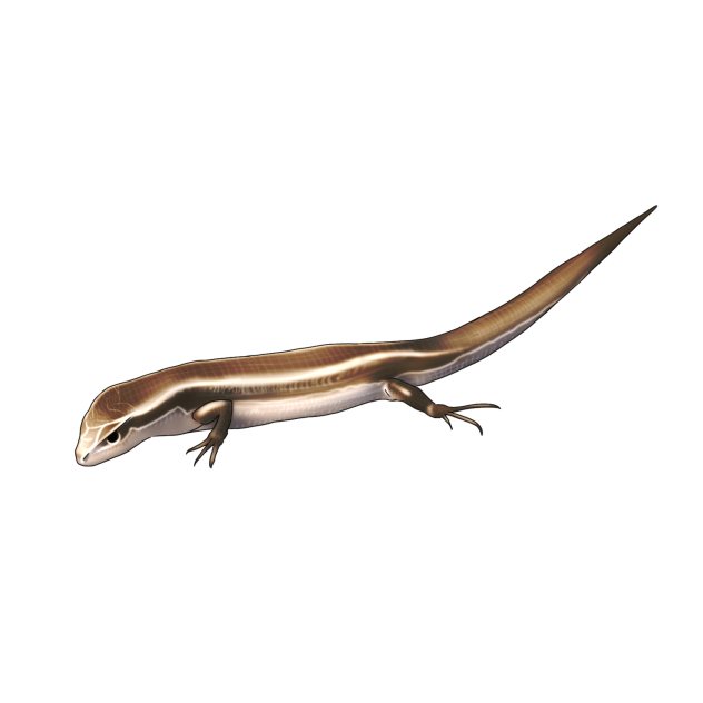 カナヘビ