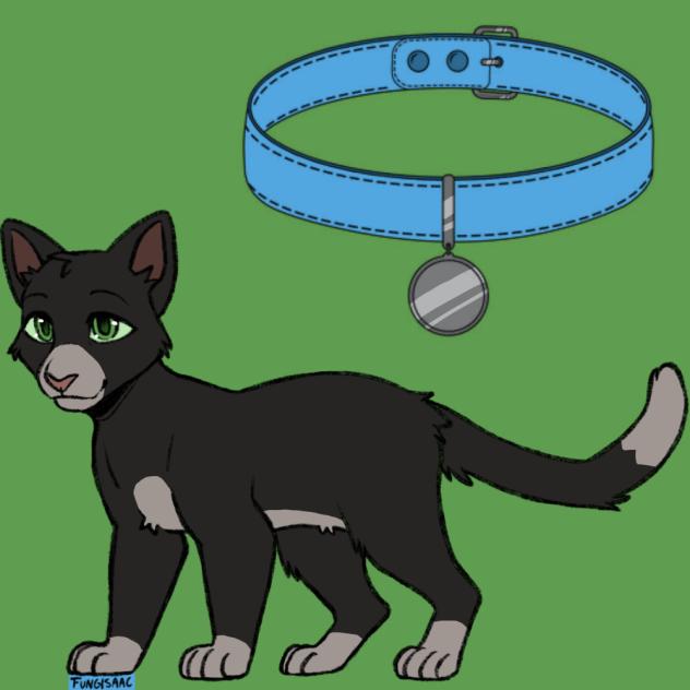 Pux - Cat OC.