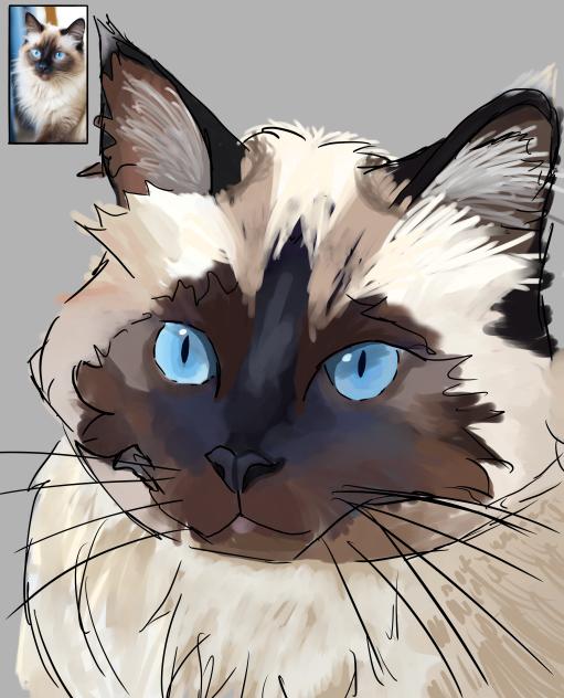 REPOST Siamese Cat REPOST