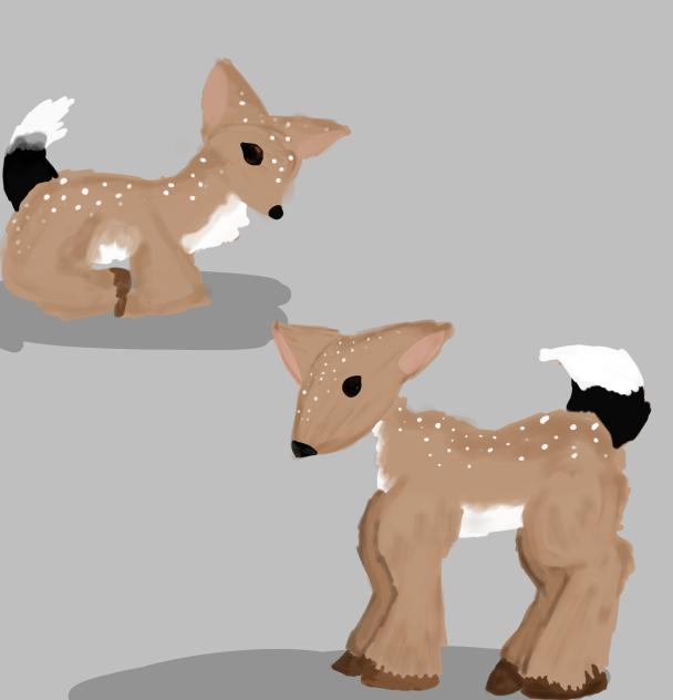 Fawn