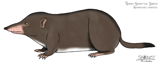 Robust Short-tail Shrew