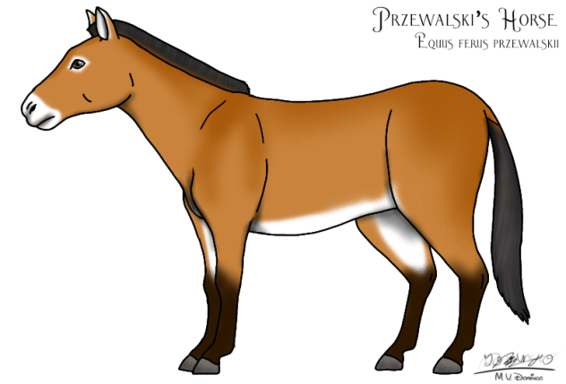 Przewalski's Horse