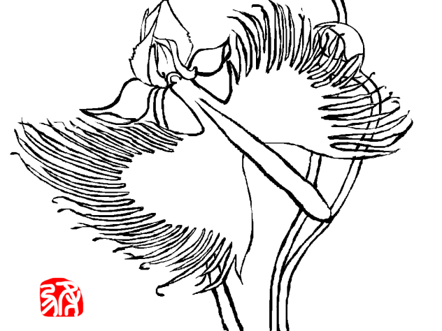 投なわキリ絵ーサギソウ