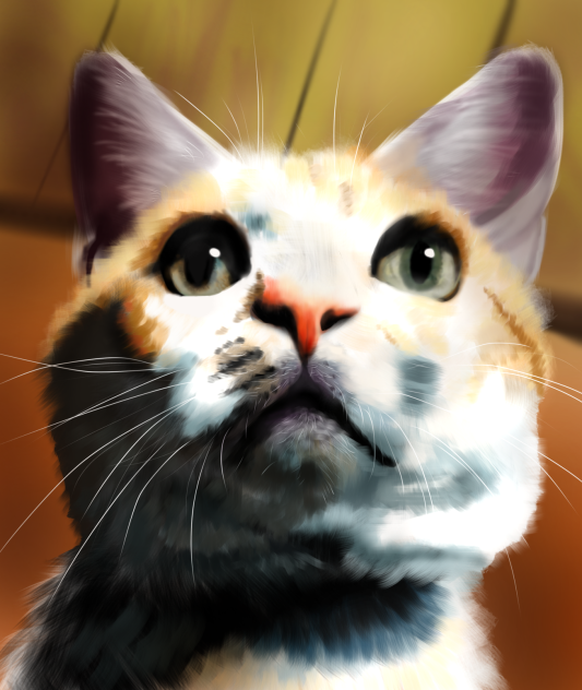 愛猫3