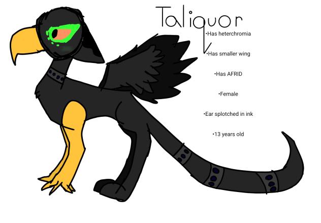🪶🐦‍⬛Taliquor!🐦‍⬛🪶