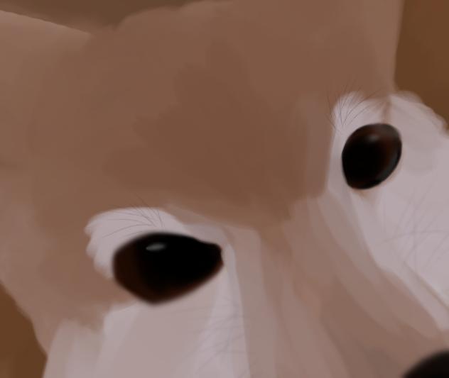 柴犬